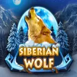 Siberian Wolf